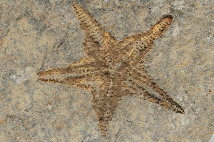 Ordovician Starfish (Petraster?) Fossil - Morocco #217075